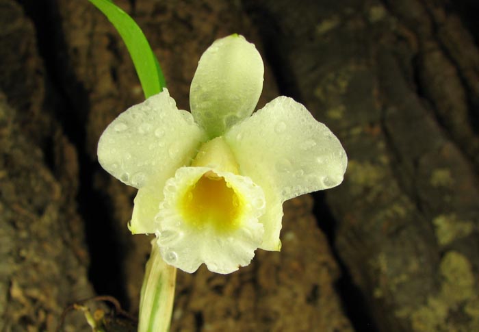 Laelia alaori suave 'Binot' x Cattleya luteola 'Big Star'.jpg