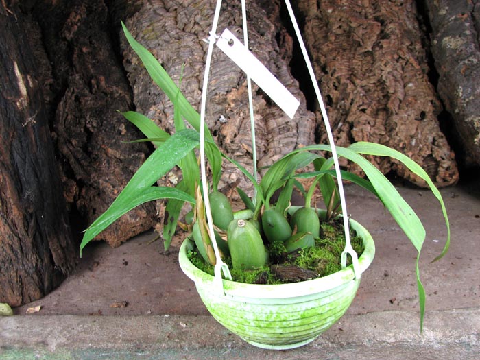 Coelogyne cristata.jpg