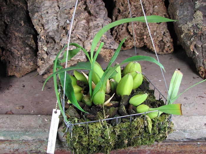 Coelogyne cristata 'maxima'.jpg