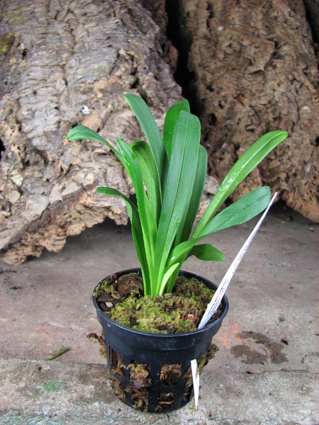 Dracula inaequalis.jpg