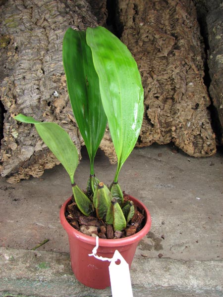 Bifrenaria harrisoniae.jpg