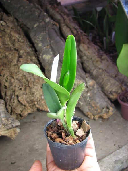 Prosrhyncholeya Chief Green River.jpg