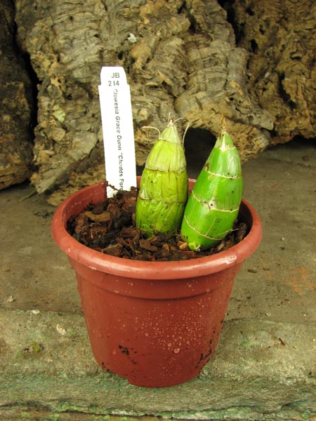 Clowesia Grace Dunn 'Chadds Ford'.jpg