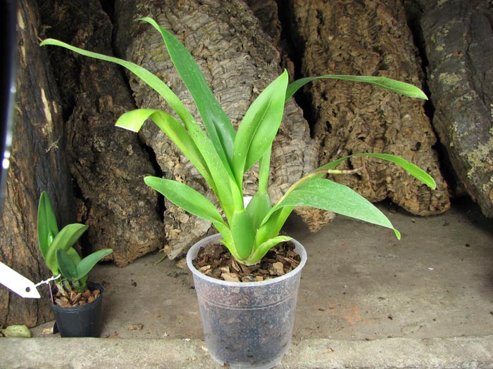 Vuylstekeara Yokara 'Perfection' x Oncidium leucochillum.jpg