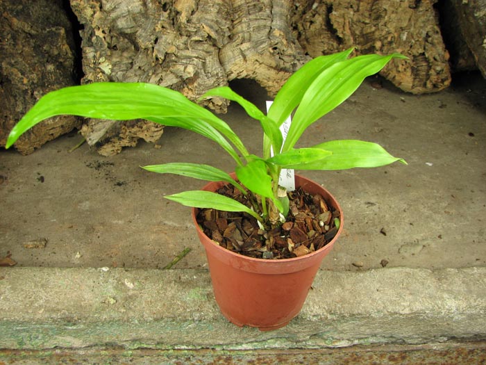 Acacallis cyanea x Paradisanthus micranthus.jpg