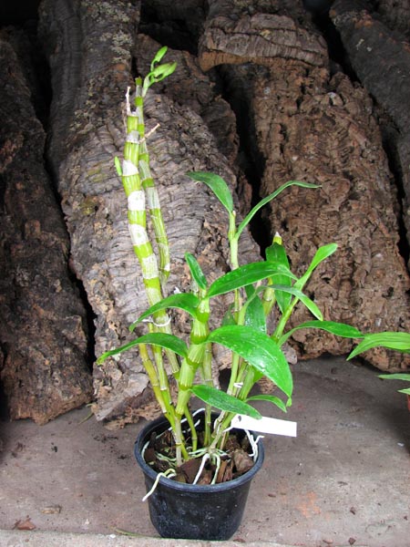 Dendrobium nobile var wallichianum.jpg