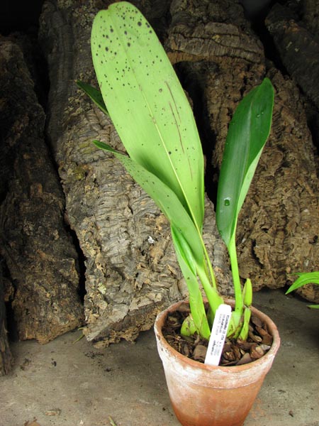 Maxillaria sanderiana.jpg