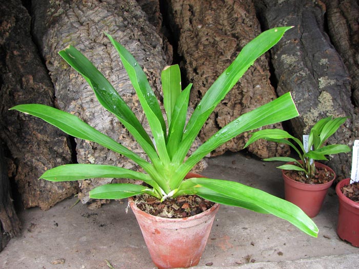 Huntleya meleagris.jpg