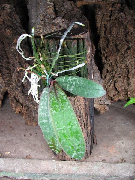 Phalaenopsis schilleriana.jpg