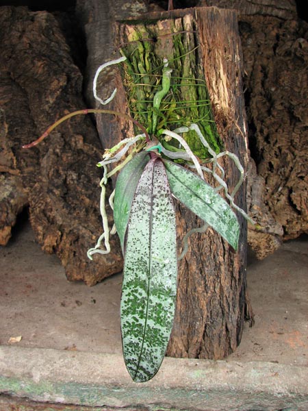 Phalaenopsis schilleriana.jpg