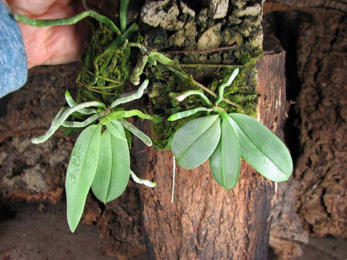 Phalaenopsis parishii.jpg