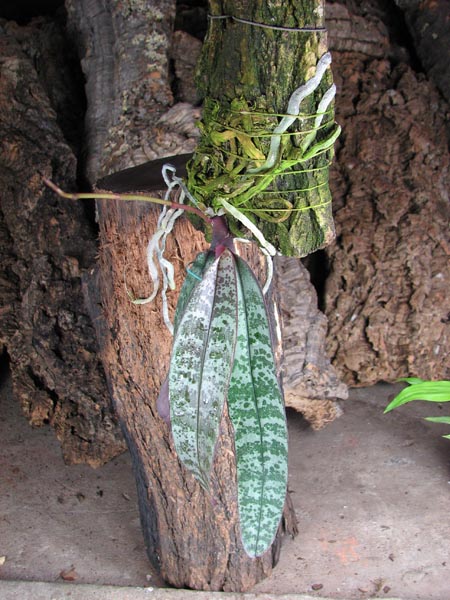 Phalaenopsis philippinensis.jpg