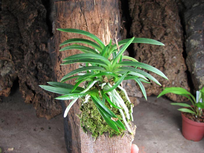 Neofinetia falcata.jpg