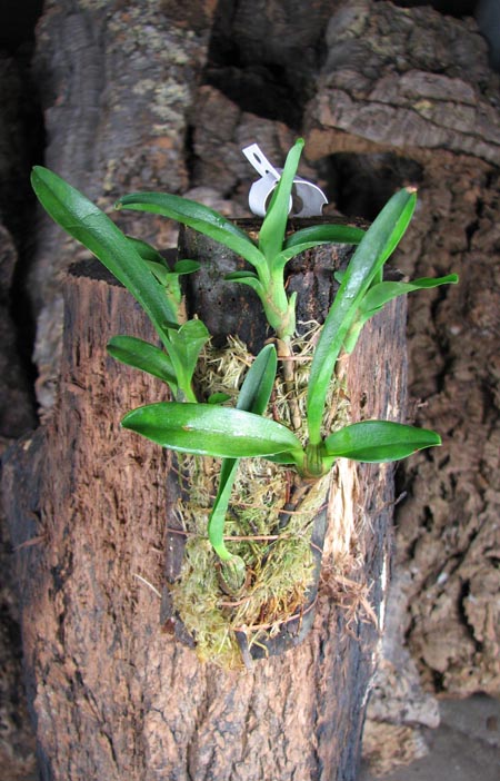 Maxillaria sophronitis.JPG