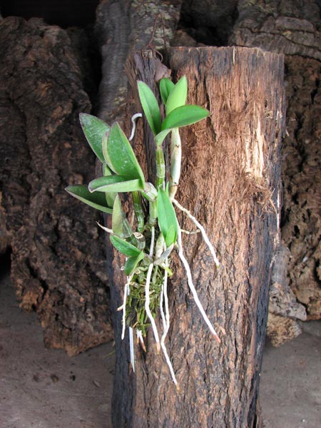 Cattleya elongata x Cattleya elongata.jpg