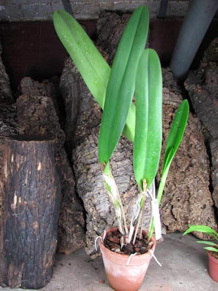 Laelia purpurata.jpg