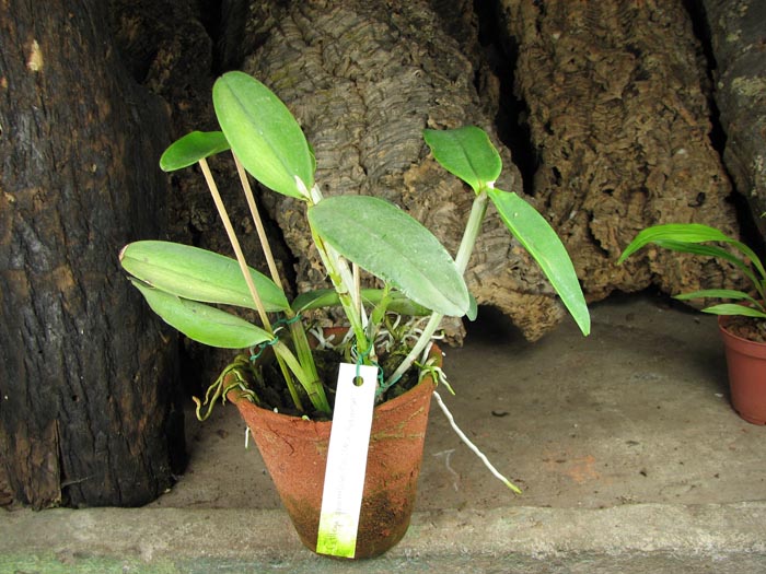 Cattleya granulosa 'Coliseu' x Cattleya granulosa 'Formosa'.jpg