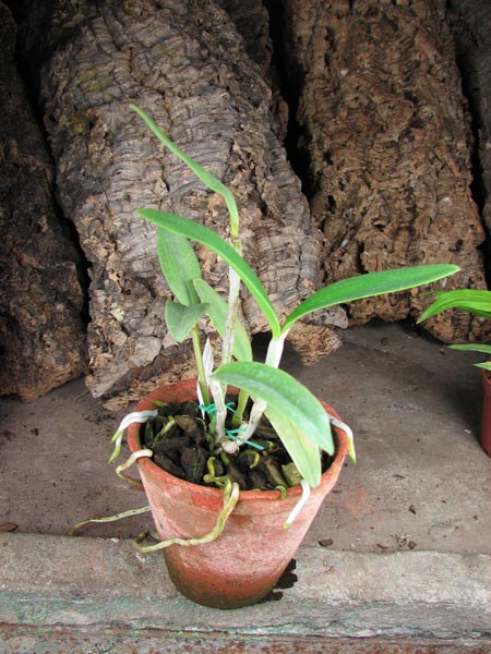 Cattleya bicolor (DAR) x Cattleya bicolor 'Angelo Ebani'.jpg