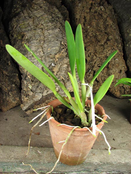 Cattleya eldorado tipo XXX x Cattleya eldorado rubra.jpg