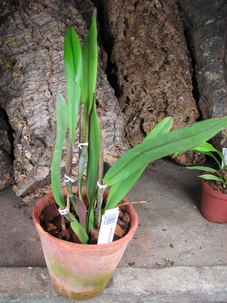 Cattleya lawrenceana.jpg