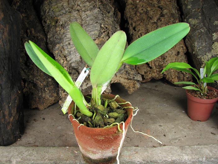 Cattleya labiata 'Yellow Eyes' x Cattleya labiata tipo escura (Z-68).jpg