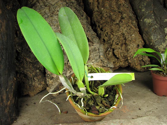 Cattleya labiata alba 'Ótima' XXX x Cattleya labiata roxo bispo 'Urbano'.JPG