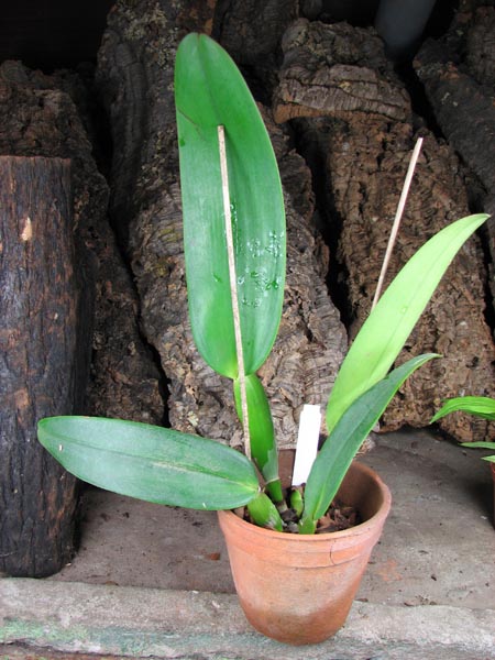 Cattleya gaskelliana (amoena x coerulea).jpg