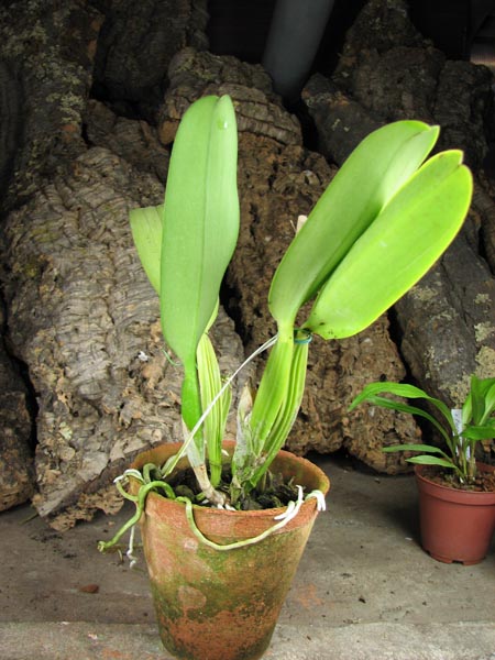 Cattleya labiata semi alba 'Marina' x Cattleya labiata alba 'Nuvem Branca'.jpg