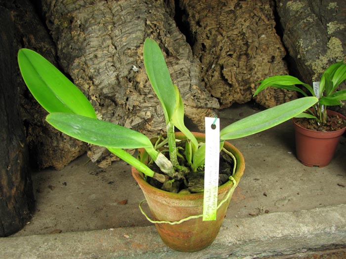 Cattleya labiata coerulea 'Z-185' XXX x Cattleya labiata coerulea 'Junior'.jpg