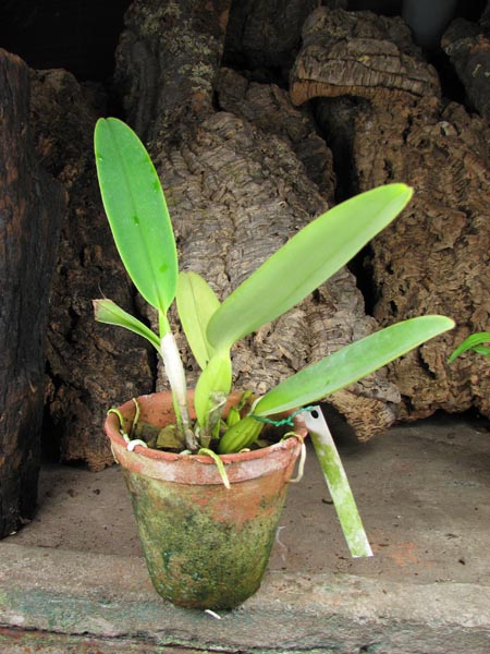 Cattleya labiata semi alba 'Garganta Escura' x Cattleya labiata semi alba ('Cooksoniae' x 'Gloriosa').jpg