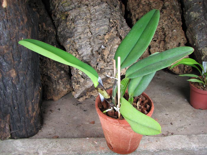 Cattleya labiata coerulensis.jpg