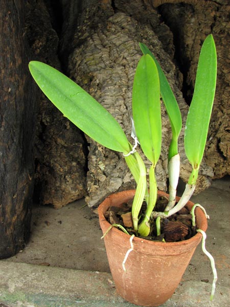 Cattleya labiata coerulea 'Bastiao' x Cattleya labiata coerulea 'Lourival'.jpg