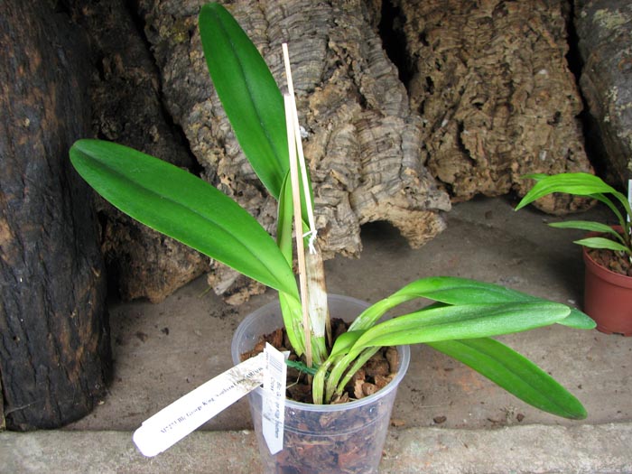 Brassolaeliocattleya George King 'Southern Cross'.jpg