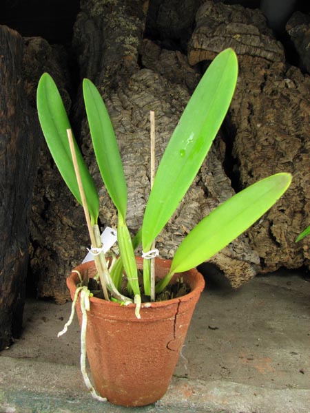 Cattleya lueddemanniana (coerulea 'Mariauxi' x tipo) x lueddemanniana coerulea 'Tania'.jpg