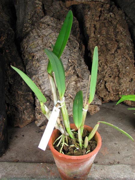 Cattleya lueddemanniana alba 'OMG' x Cattleya lueddemanniana coerulea 'Siquesique'.jpg