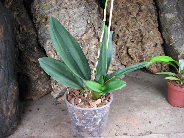 Psychopsis Kalihii 'Big'.jpg