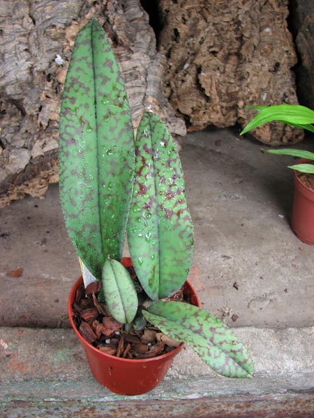 Psychopsis Mendenhall 'Hildos'.jpg