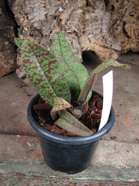 Psychopsis Butterfly (sanderae x papilio).jpg