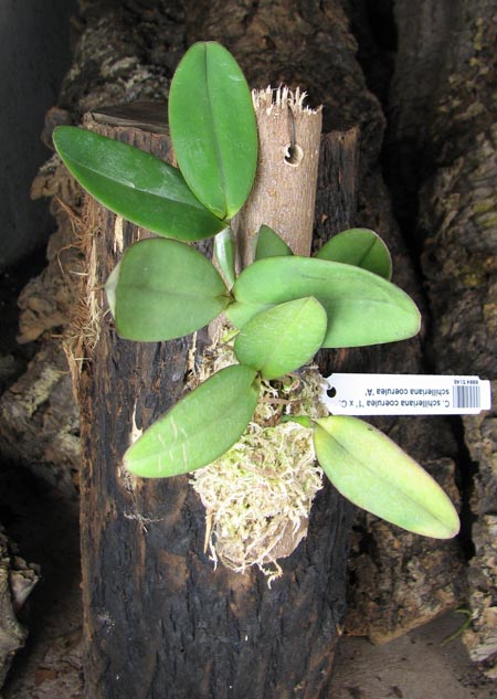 Cattleya schilleriana coerulea '1' x Cattleya schilleriana coerulea 'A'.jpg