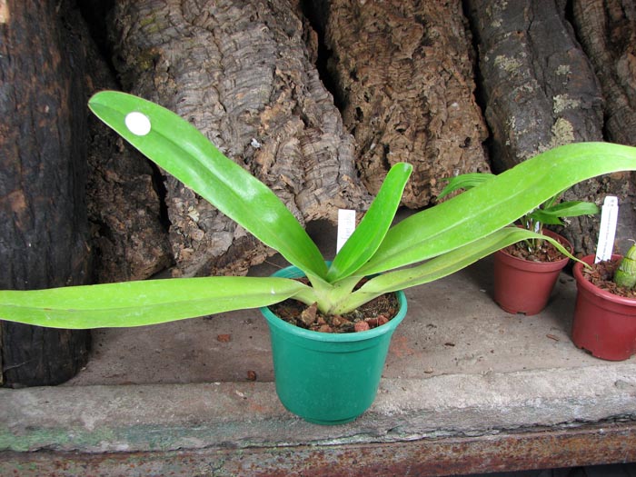 Paphiopedilum Lady Isabel x sanderianum.jpg