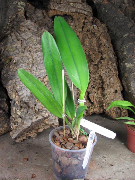 Potinara Susan Fender 'Cover Girl'.jpg