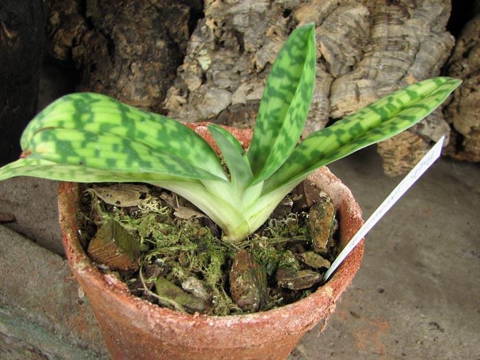 Paphiopedilum javanicum.jpg
