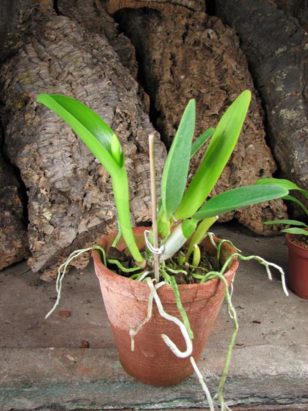 Cattleya warneri alba 'Alvinha' x Laelia praestans alba.jpg
