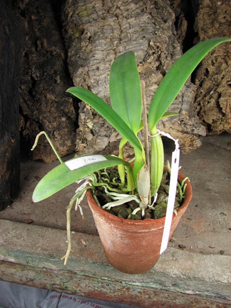 Cattleya lueddemanniana escura x Cattleya lueddemanniana 'Labelo Dourado'.jpg