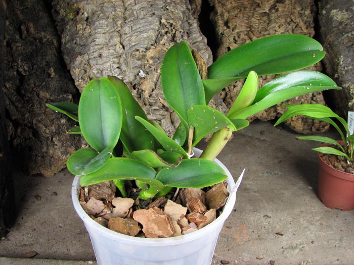 Brassolaeliocattleya Haadyai Delight 'Bangprom Gold'.jpg