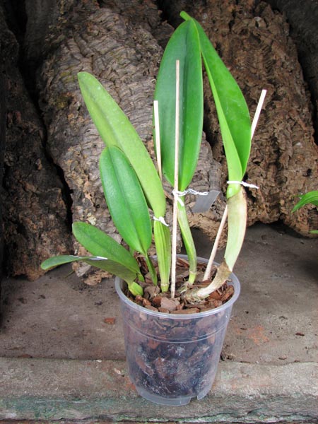 Cattleya labiata alba 'Ótima' XXX x Cattleya labiata roxo bispo 'Urbano'.JPG