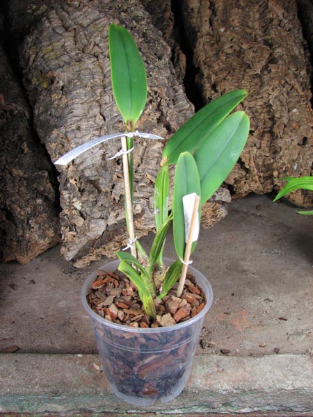 Cattleya lueddemanniana concolor (clara) x self.jpg