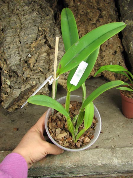 Cattleya lueddemanniana escura x Cattleya lueddemanniana 'America'.jpg