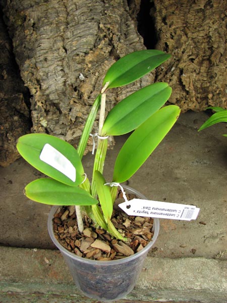 Cattleya lueddemanniana 'Negrita' x Cattleya lueddemanniana 'Dark'.jpg