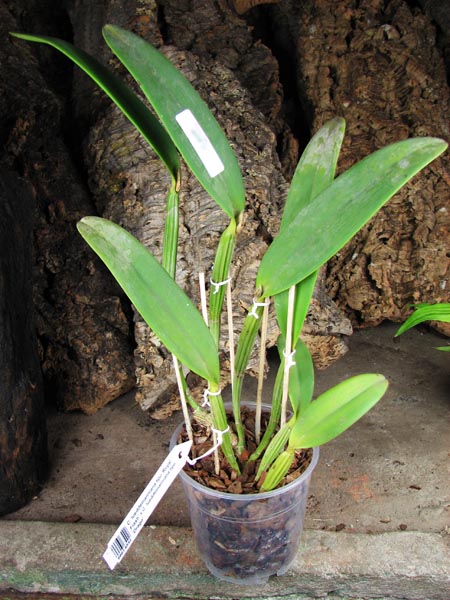 Cattleya lueddemanniana tipo 'Royal Flash' x Cattleya lueddemanniana tipo 'Drago'.jpg